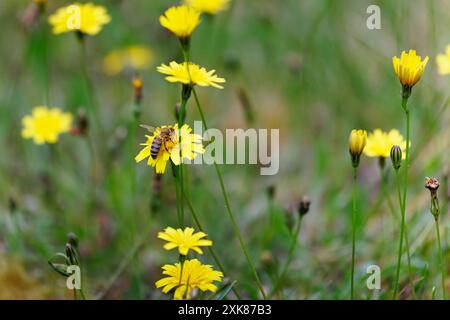 Eine Honigbiene (APIs mellifera) sammelt Pollen auf einer gelben Katzenohrpflanze (Hypochaeris radicata), einem gewöhnlichen Gras, das auf No Mow May, Surrey, Großbritannien, gedeiht Stockfoto