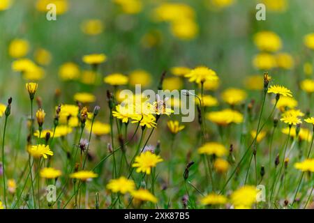 Eine Honigbiene (APIs mellifera) sammelt Pollen auf einer gelben Katzenohrpflanze (Hypochaeris radicata), einem gewöhnlichen Gras, das auf No Mow May, Surrey, Großbritannien, gedeiht Stockfoto