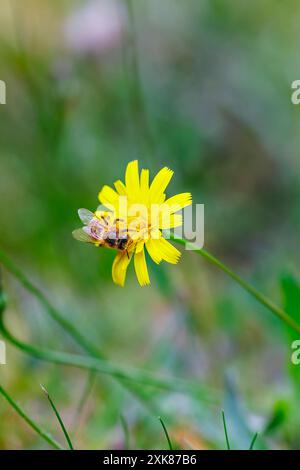 Eine Honigbiene (APIs mellifera) sammelt Pollen auf einer gelben Katzenohrpflanze (Hypochaeris radicata), einem gewöhnlichen Gras, das auf No Mow May, Surrey, Großbritannien, gedeiht Stockfoto