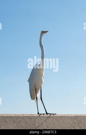 Ein helles weißes Reiher, das auf einer Betonwand steht, mit einem blauen Himmel im Hintergrund. Der wilde Vogel hat lange schwarze Beine, einen gelblichen Schnabel mit Orange Stockfoto