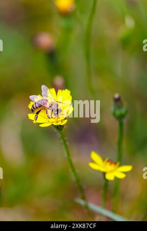 Eine Honigbiene (APIs mellifera) sammelt Pollen auf einer gelben Katzenohrpflanze (Hypochaeris radicata), einem gewöhnlichen Gras, das auf No Mow May, Surrey, Großbritannien, gedeiht Stockfoto