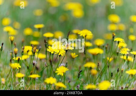 Eine Honigbiene (APIs mellifera) sammelt Pollen auf einer gelben Katzenohrpflanze (Hypochaeris radicata), einem gewöhnlichen Gras, das auf No Mow May, Surrey, Großbritannien, gedeiht Stockfoto