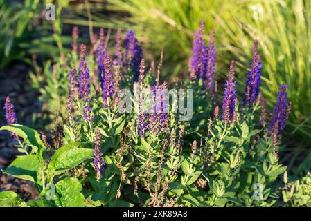 Salvia nemorosa, Waldsalbei violett Sommerblumen Nahaufnahme selektiver Fokus Stockfoto