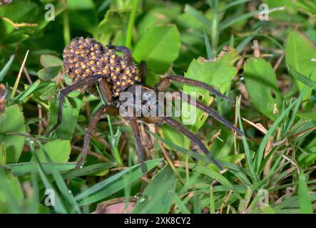 Feuchtland Giant Wolf Spider (Tigrosa helluo) weiblich mit Spinnen am Bauch, Galveston, Texas, USA. Stockfoto