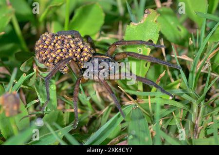 Feuchtland Giant Wolf Spider (Tigrosa helluo) weiblich mit Spinnen am Bauch, Galveston, Texas, USA. Stockfoto