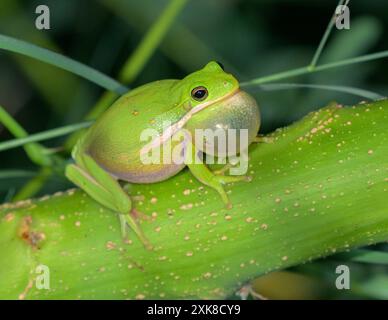 Amerikanischer grüner Baumfrosch (Dryophytes [Hyla] cinereus), männlich, der nachts am Rande eines Sees singt, Gesangssac aufgebläht; Galveston, Texas, USA. Stockfoto