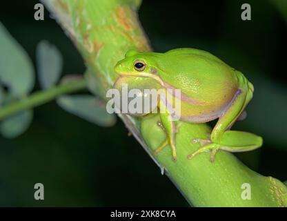 Amerikanischer grüner Baumfrosch (Dryophytes [Hyla] cinereus), männlicher Gesang am Rande eines Sees, Gesangssac aufgebläht; Galveston, Texas, USA. Stockfoto