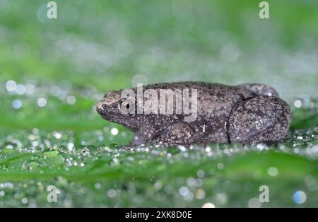 Östliche Schmalmundkröte (Gastrophryne carolinensis) auf grünem Blatt, bedeckt von Tropfen Regenwasser, Galveston, Texas, USA Stockfoto