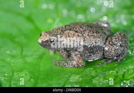 Östliche Schmalmundkröte (Gastrophryne carolinensis) auf grünem Blatt, bedeckt von Tropfen Regenwasser, Galveston, Texas, USA Stockfoto
