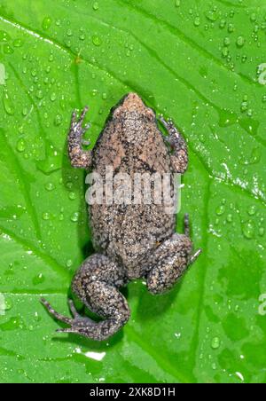 Östliche Schmalmundkröte (Gastrophryne carolinensis) auf grünem Blatt, bedeckt von Tropfen Regenwasser, Galveston, Texas, USA Stockfoto
