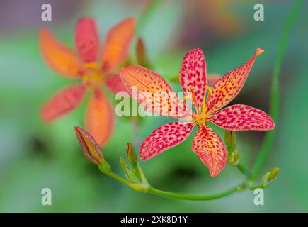 Brombeerlilie oder Belamcanda chinensis oder Iris domestica oder Leopardenlilienblüten. Stockfoto