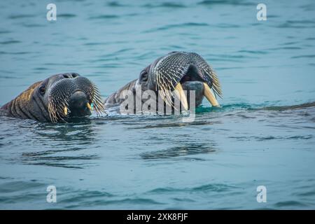 Ein Paar Walrosse schwimmen im Polarkreis Stockfoto