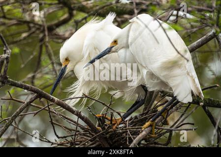 Nistzeit schneebedeckte Reiher (Egretta thula) während der Brutsaison in St. Augustine, Florida. (USA) Stockfoto