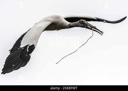 Holzstorch (Mycteria americana) im Flug über eine Watvogelkolonie in St. Augustine, Florida, mit einem Stock für den Nestbau. (USA) Stockfoto