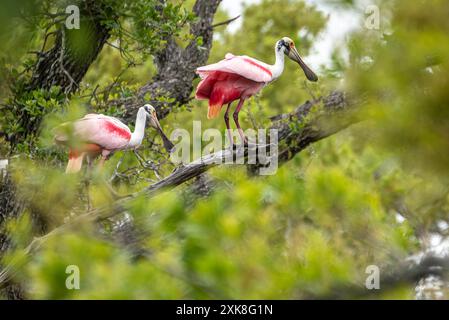 Rosenlöffelschnabel (Platalea ajaja) auf Anastasia Island in St. Augustine, Florida. (USA) Stockfoto