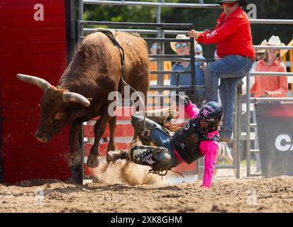 Erin, Kanada. Juli 2024. Ein Cowboy stürzt sich am 21. Juli 2024 bei der RAM Rodeo Tour 2024 in Erin, Ontario, Kanada. Quelle: Zou Zheng/Xinhua/Alamy Live News Stockfoto