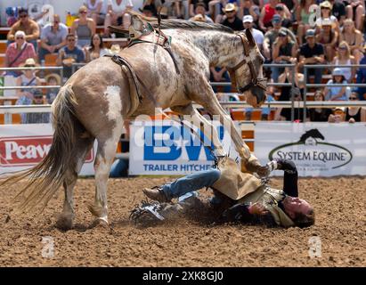 Erin, Kanada. Juli 2024. Ein Cowboy fällt am 21. Juli 2024 bei der RAM Rodeo Tour 2024 in Erin, Ontario, Kanada. Quelle: Zou Zheng/Xinhua/Alamy Live News Stockfoto