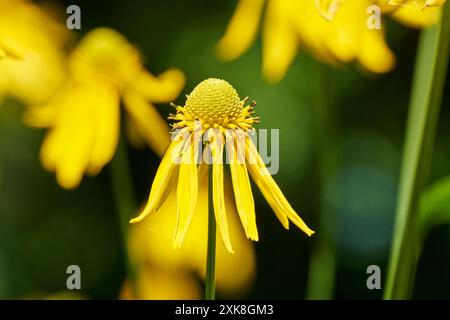 Cutleaf Coneflower - Nahaufnahme Stockfoto