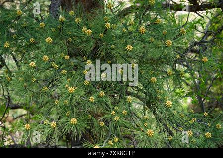 Lodgepole-Kiefer mit sich entwickelnden Pollenkegelhaufen Stockfoto