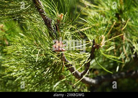 Ponderosa-Kiefer - Pollenzapfen entwickeln sich Stockfoto