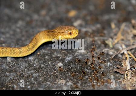 Schneckenfressende Schlange, Schneckenschlange (Pareas sp.) Stockfoto