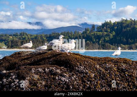 Viele Möwen sitzen auf einem feuchten Barnacled Rock in einem hochwertigen Foto der Washington State Bay Stockfoto