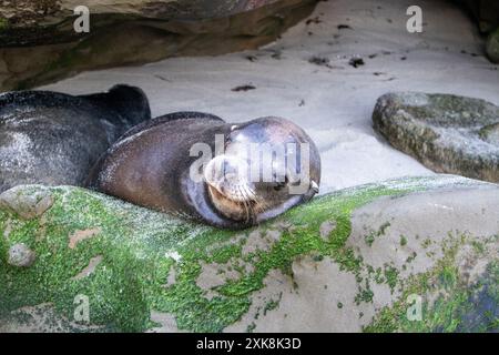 Ein Seelöwe ruht friedlich auf einem algenbedeckten Felsen in La Jolla Cove in der Nähe von San Diego Stockfoto