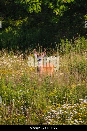 Weißschwanzbock an einem Juliabend im Norden von Wisconsin. Stockfoto