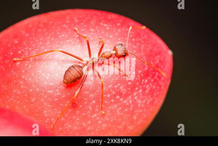 Nahaufnahme einer roten Ameise auf rotem Fritt mit schwarzem Hintergrund. Stockfoto