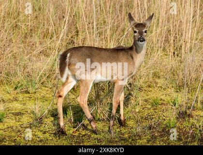 Weißwedelhirsche im St Andrew's State Park, Panama City, Florida Stockfoto