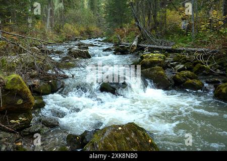 Ein stürmischer Fluss fließt in einem rasanten Bach von den Bergen durch den Herbstwald, der sich um Steine und umgestürzte Bäume in seinem bewachsenen Bett beugt Stockfoto