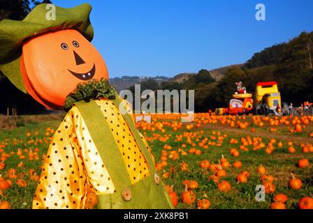 An einem sonnigen Herbsttag in der Nähe von Halloween steht eine Kürbisscheuche über einem Kürbisfeld in Half Moon Bay, Kalifornien Stockfoto