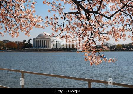 Die Zweige eines blühenden Kirschblütenbaums umrahmen das Jefferson Memorial entlang des Tidal Basin in Washington, DC Stockfoto