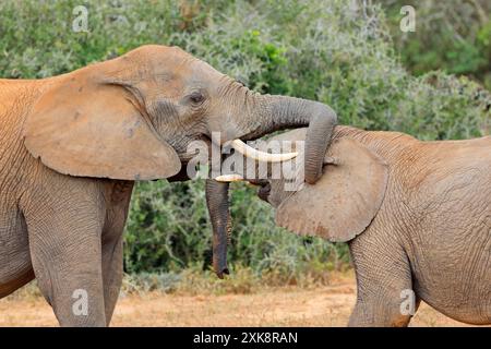 Interaktion zwischen zwei afrikanischen Elefanten (Loxodonta africana), Addo Elephant National Park, Südafrika Stockfoto