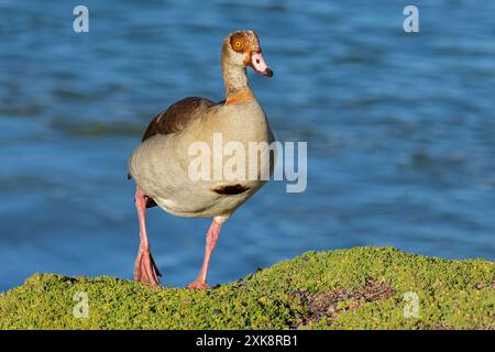 Eine ägyptische Gans (Alopochen aegyptiacus) im natürlichen Lebensraum Südafrika Stockfoto