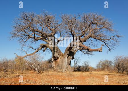 Großer Baobab-Baum (Adansonia digitata) in der Savanne während der Trockenzeit, Provinz Limpopo, Südafrika Stockfoto