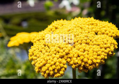 Hellgelbe Achillea Filipendulina ganz nah im Garten. Hochwertige Fotos Stockfoto