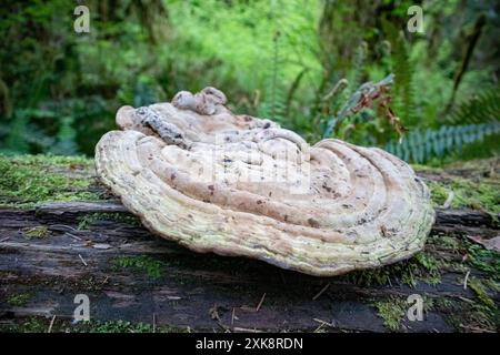 Ein großer Schelfpilz wächst auf einem umgestürzten Baum. Hochwertige Fotos Stockfoto