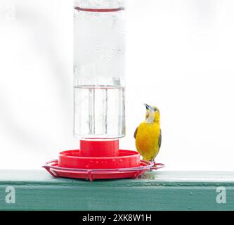 Mit Kapuze Oriole Weibchen Hummingbird Feeder Stockfoto