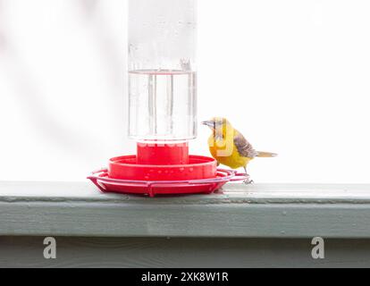 Mit Kapuze Oriole Weibchen Hummingbird Feeder Stockfoto