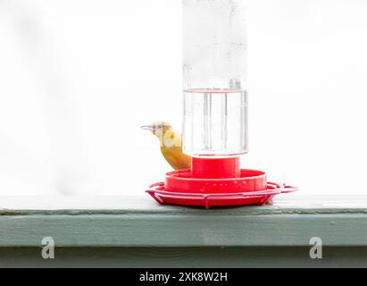 Mit Kapuze Oriole Weibchen Hummingbird Feeder Stockfoto