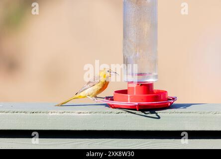 Mit Kapuze Oriole Weibchen Hummingbird Feeder Stockfoto