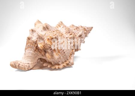 Seashell isoliert auf weißem Hintergrund. Stockfoto