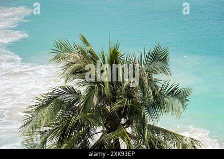 Isolierte Kokospalme mit türkisfarbenem Wasser, Cocos Nucifera, mit grünen Blättern in Phuket Thailand. Eine Kokospalme. Natürlicher Lebensraum. ph-wert der Reise Stockfoto