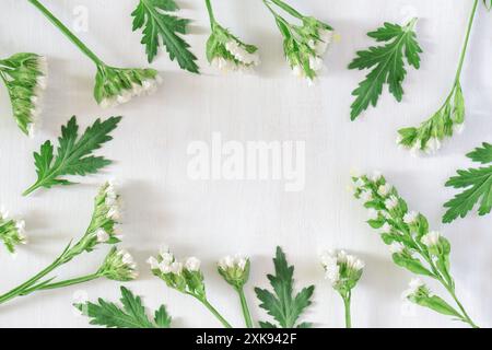 Runder Rahmen mit schönen weißen Blumen und grünen Blättern Stockfoto