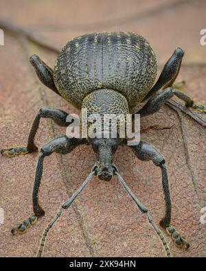 Porträt eines schwarzen Käfers mit gelbem Staub auf einem toten braunen Blatt (Otiorhynchus pseudonothus) Stockfoto