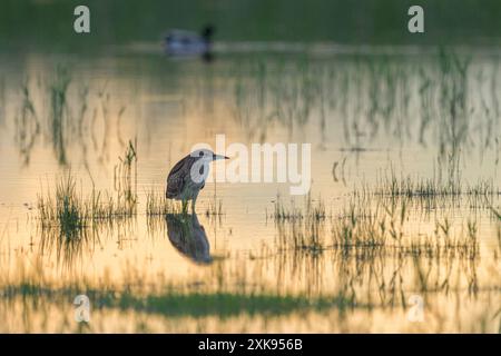 Ein junger Nachtreiher in einem Teich, Sonnenuntergang im Sommer (Österreich) Stockfoto