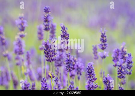 Nahaufnahme von Lavandula angustifolia Hidcote Blue. Lavandula (Lavendel) Zierpflanze in Hüttengerden mit dunkelblauen und violetten Blüten. Hintergrundbild. Stockfoto