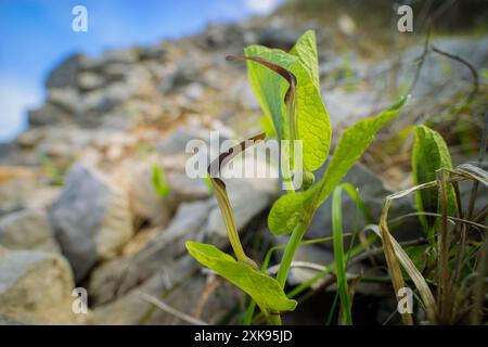 Nahaufnahme eines blühenden Smearkrauts (Aristolochia rotunda) auf einer Weide in Kroatien, sonniger Tag im Frühling Stockfoto