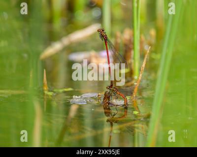 Zwei große rote Jungfliegen (Pyrrhosoma nymphula) legen Eier in einem kleinen Teich ab, sonniger Tag im Frühling, Wien (Österreich) Stockfoto